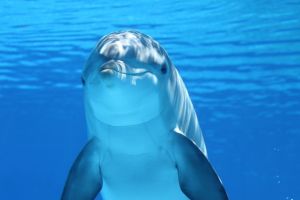 Újra vannak delfinek az Adriában
